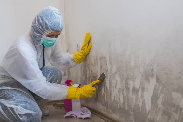 Mold Remediation for Specific Building Types