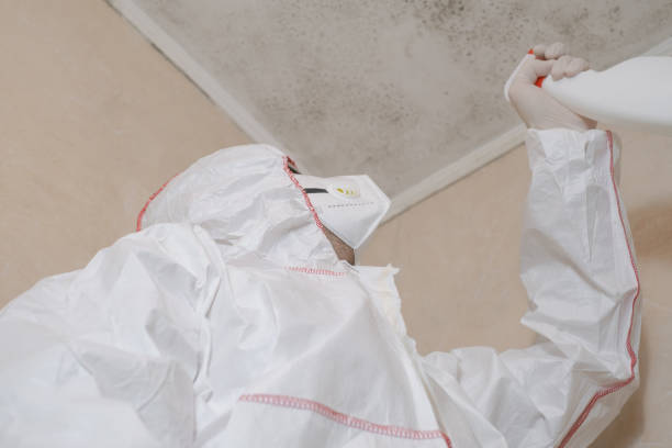 Best Post-Flood Mold Remediation in West Union, IA