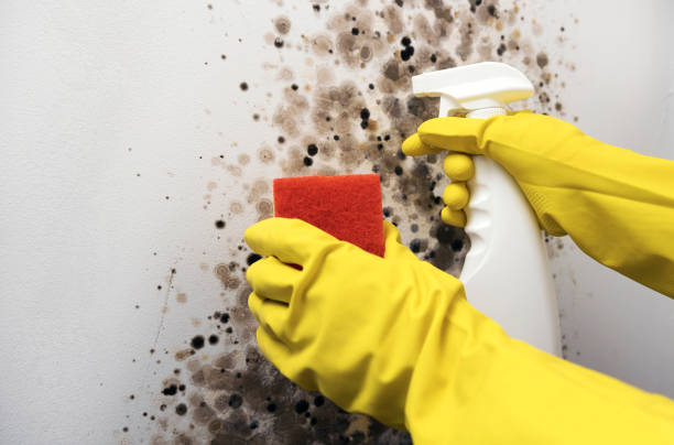 Best Industrial Mold Remediation in West Union, IA